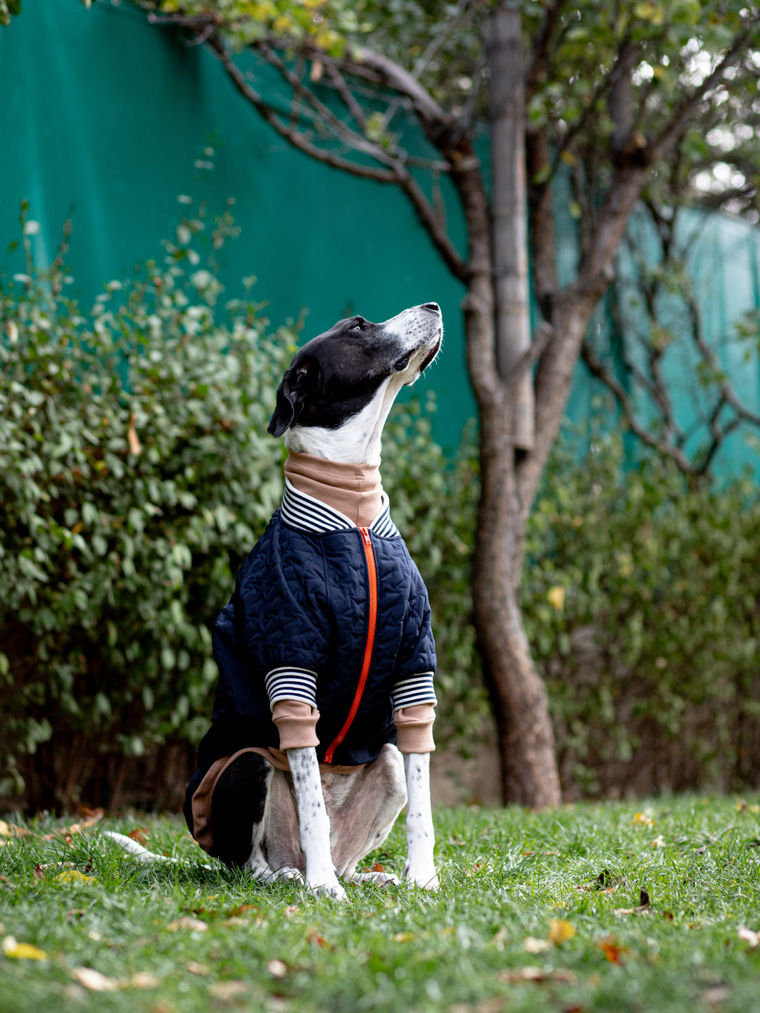 Bomber Jacket | Star